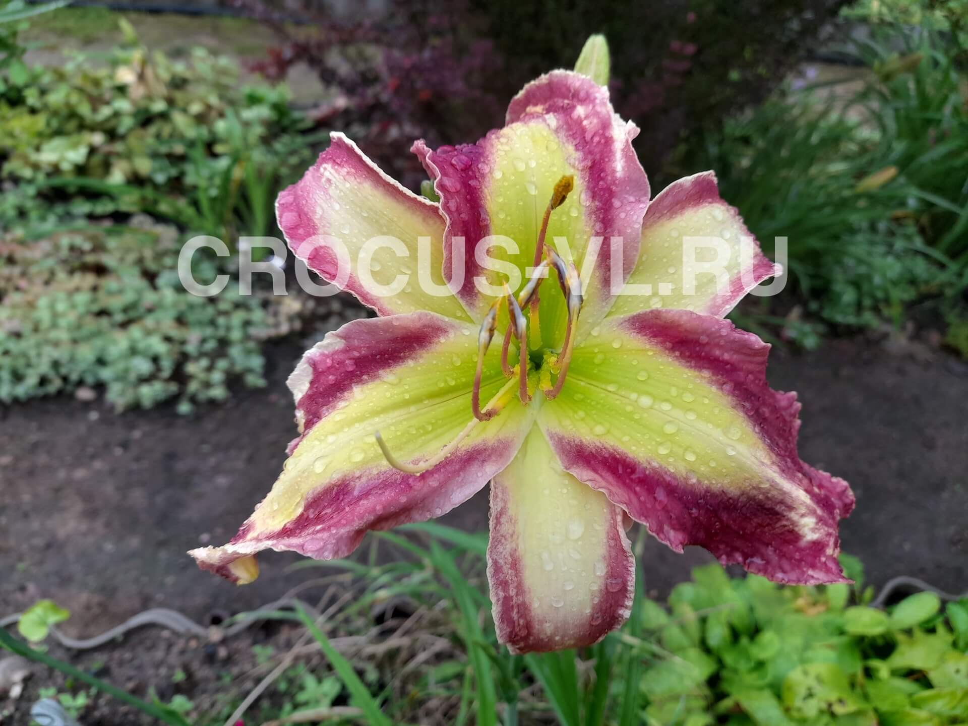 Лилейник «Time Stopper»